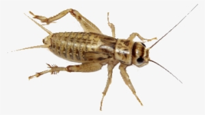 House Crickets Are The Most Commonly Fed Bug Out There - Banded Crickets Vs House Crickets