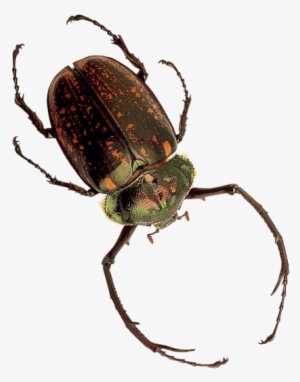 Free Png Insect Png Images Transparent - Insect Png