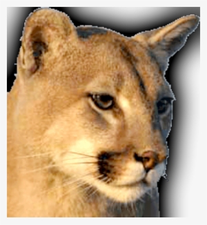 Photo By Montana Fish, Wildlife & Parks - Moving Picture Mountain Lion