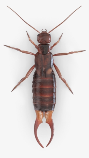 Earwig