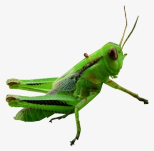 Grasshopper Clipart Transparent - Transparent Grasshopper Png