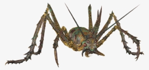 Cave Cricket Piercer - Cave Crickets