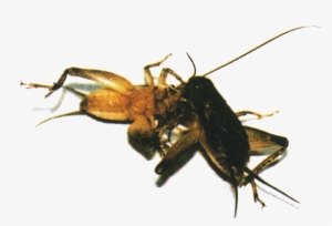 Many Of The Fighting Crickets Are Also Kept For Their - Cricket