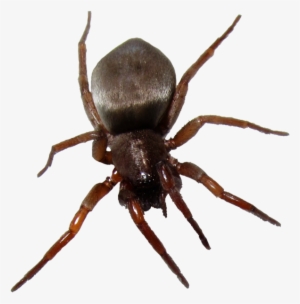 Bug Six - House Spiders In Ontario