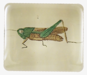 Little Bug 2 - Grasshopper