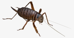 Wetapunga - Steppe Fårekyllinge Medium 50 Pr. Æske