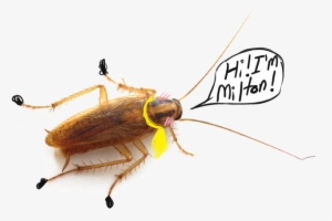 Milton - Cockroach Transparent Background