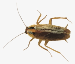Hr Cockroaches - Myllaena Brevicornis