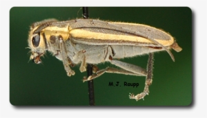 The Beautiful Red-edged Saperda, A Longhorned Beetle, - Soldier Beetle