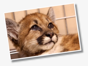 Photo Of Mountain Lion Kitten Face Up Close With Big - Folsom City Zoo Sanctuary