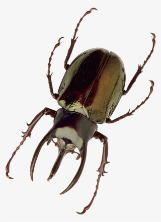 Free Png Insect Png Images Transparent - Insect Png