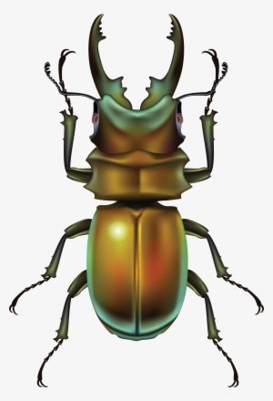 Bug Twenty-seven - Insect .png