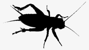 Cricket - Acheta Domesticus Png