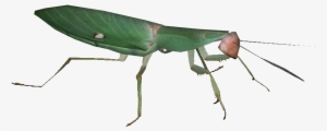 Giant Malaysian Shield Mantis - Rhombodera Basalis