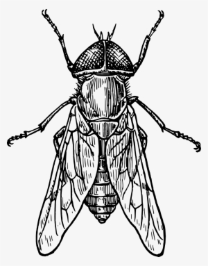 Imagen Gratis En Pixabay - Insect Black And White