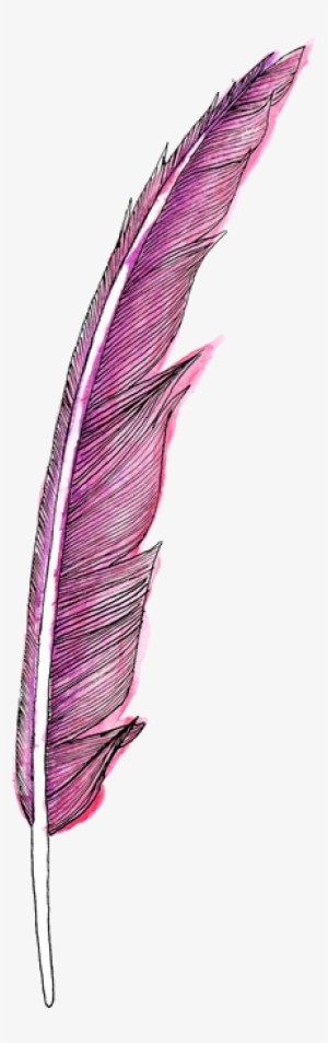 Feather, Pena, And Pink Image - Feather Png