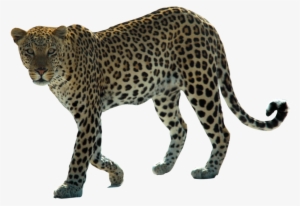 Leopard Png Hd - Addo Elephant Park Animals