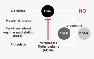 Image - Diagram