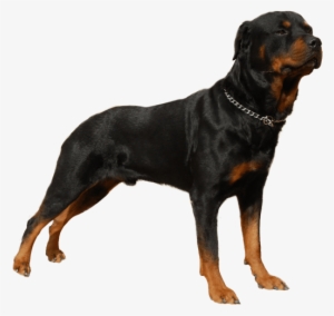 Appearance Of Rottweiler - Rottweiler Dog Png