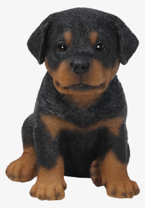Pet Pal Rottweiler Puppy - Rottweiler Puppy Transparent