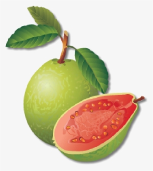 Guava Png Transparent Images - Guava Clipart