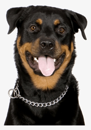 Search - Rottweiler De 1 Año
