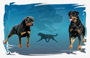 Welcome To My Internet Home Of Haus Of Renada Rottweiler - Rottweiler
