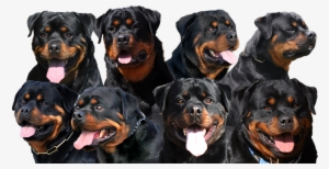 Craffenheim Rottweilers - Managing Rottweiler Health Issues Gif Files