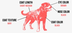 Rottweiler Rotties Have A Coarse And Straight, Short - Rottweiler Vector