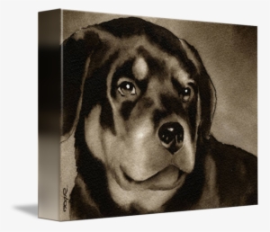 Banner Download By David Rogers - Rottweiler