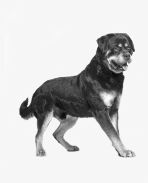 More About Rottweiler - Chiots Rottweiller