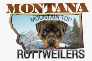 Montana Rottweiler