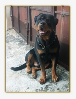 Flash Vom Bonzi Star - Nigeria