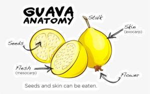 Guava Anatomy - Common Guava