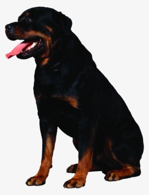 Rottweiler Png