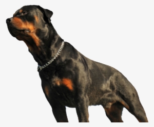 Dog Fatally Mauls Baby In Los Angeles Home - Dog