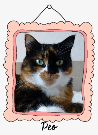 Peo Crossed The Rainbow Bridge On April 22, - Domestic Short-haired Cat