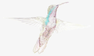 Aves, Naturaleza, Arte De La Computadora, Pájaro, Imaginación, - Bird