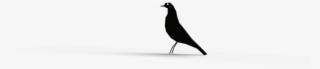 The Communication Between The Reader And The Card Is - Boat Tailed Grackle