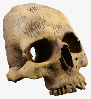 #pennydreadful #auction #halloween #spooky #horror - Skull