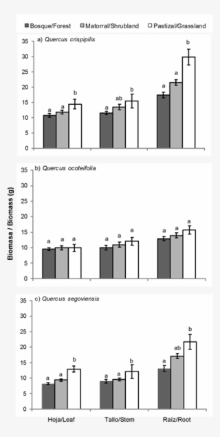 Figure 5 Biomass Accumulated Of Three Quercus Species - Diagram