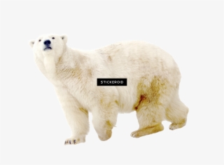 Polar White Bear - Polar Bear