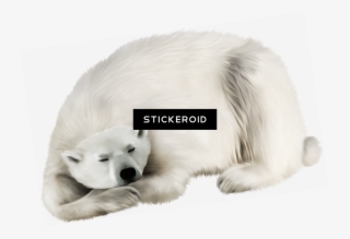 Polar White Bear - White Bear Transparent