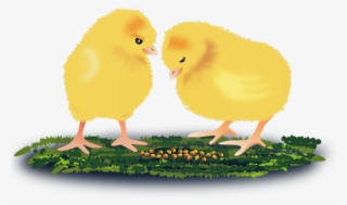 Report Abuse - Animal