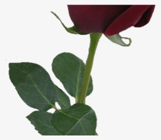 Bud Clipart Simple Rose - Red Rose Png Aesthetic