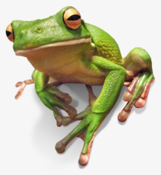 Frogs - Green-eyed Tree Frog