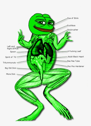 Post - Dissection Of Digestive System Of Frog
