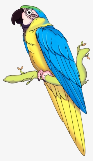 Guacamaya - Scarlet Macaw