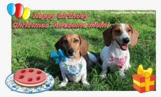 Paw Province Wishes My Mom Turned On - Birthday