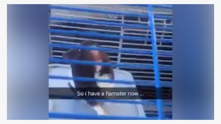 Woman Saves Abandoned Hamster On Side Of Dangerous - Nashville